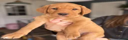 Labrador Retriever dogs for sale: Fox Red Labrador Pups - Advert 1