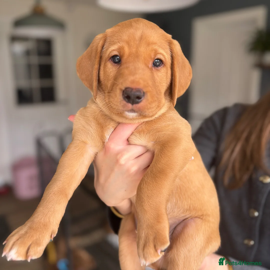 Labrador Retriever dogs for sale: Fox Red Labrador Pups - Advert 1