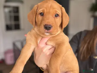 Labrador Retriever dogs Fox Red Labrador Pups - Advert 13