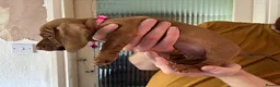 Dachshund dogs for sale: 6 dachshund puppies - 4 boys & 2 girls - Advert 6
