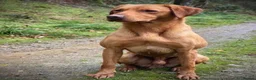 Labrador Retriever dogs for sale: 4 gorgeous working labradors for sale  in Saltash - Advert 9