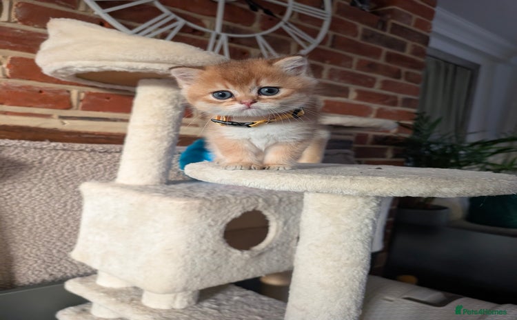 Scottish Fold cats 🥰 Tica register Scottish fold kittens😻 - Advert 11