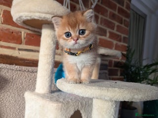 Scottish Fold cats 🥰 Tica register Scottish fold kittens😻 - Advert 16