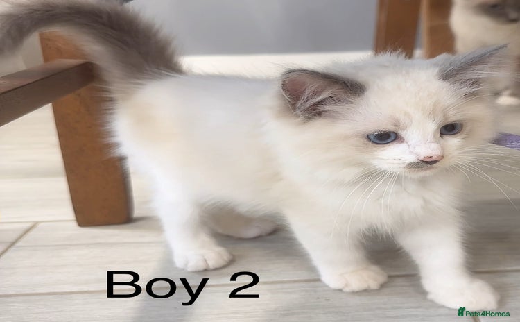 Ragdoll cats - Advert 9