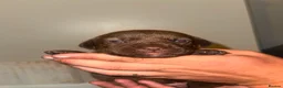 Labradoodle dogs for sale: Stunning miniature labradoodle puppies - Advert 8