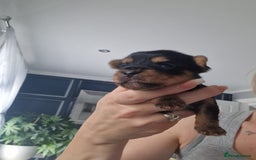 Yorkshire Terrier dogs for sale: People Friendly Yorkshire Terriers. - Image 5