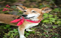 Mixed Breed dogs for adoption: 💖🐶 EVA 🐶💖 - Image 13