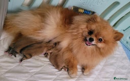 Pomeranian dogs for sale: 🔥XXXS🔥Pomeranian puppies🔥KC reg🔥for sale🔥 - Image 17