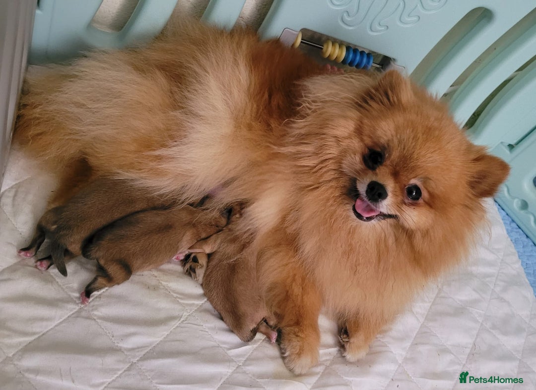 Pomeranian dogs for sale: 🔥XXXS🔥Pomeranian puppies🔥KC reg🔥for sale🔥 - Image 17