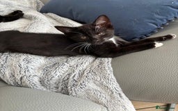 Mixed Breed cats for sale: 3 playful girls  - Image 5