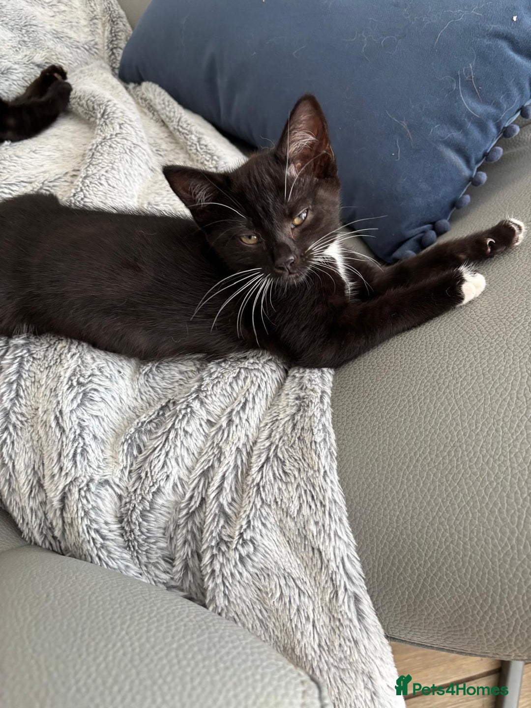 Mixed Breed cats for sale: 3 playful girls  - Image 5