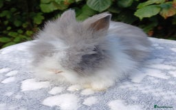 Lionhead rabbits for sale: Stunning DM Lionhead baby rabbits RTR - Image 1