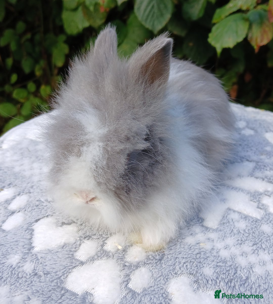 Lionhead rabbits for sale: Stunning DM Lionhead baby rabbits RTR - Image 1