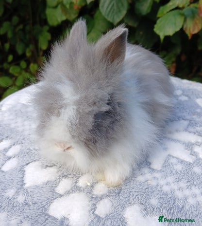 Lionhead rabbits - Advert 5