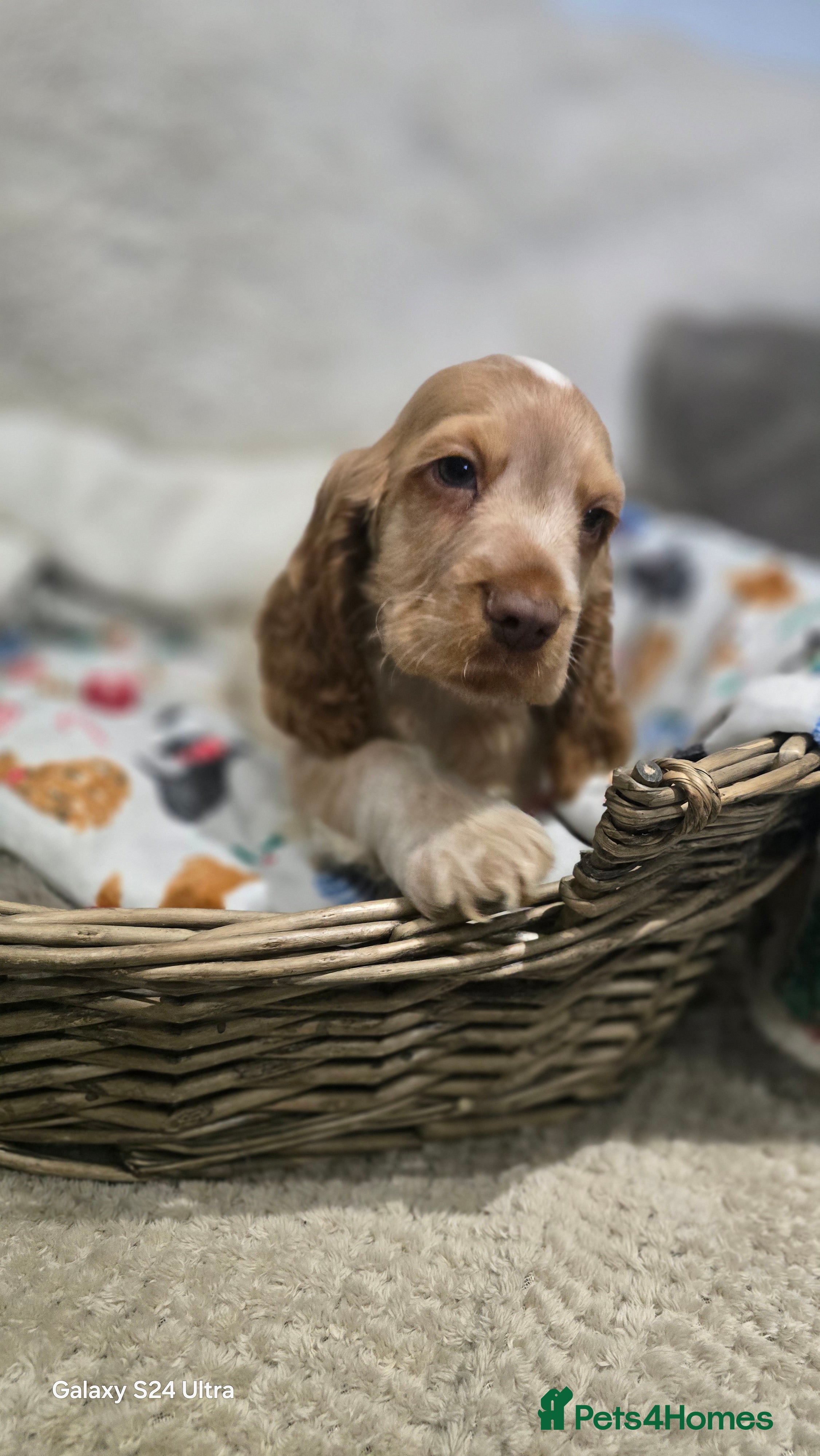 Cocker Spaniel dogs KC Health tested Orange roan Show cocker Boy - Advert 3