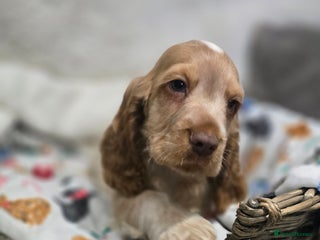 Cocker Spaniel dogs KC Health tested Orange roan Show cocker Boy - Advert 2