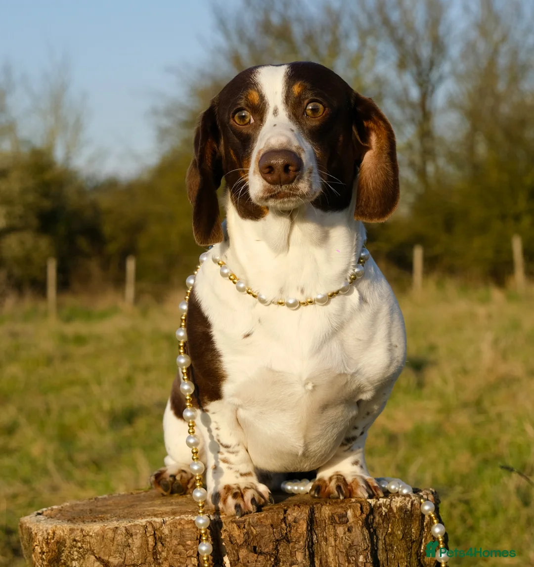 Miniature Dachshund dogs for stud: Award winning Breeder-KC Choc/Tan Pied Smooth (Ll) - Advert 1