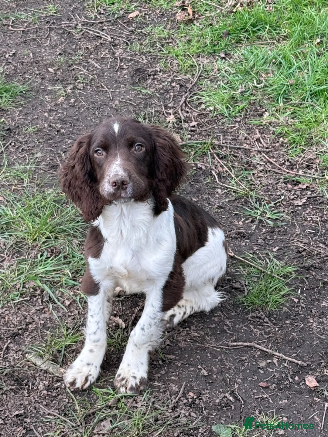 English Springer Spaniel dogs for sale: 5 month old spring spaniel for sale in Market Drayton - Advert 1
