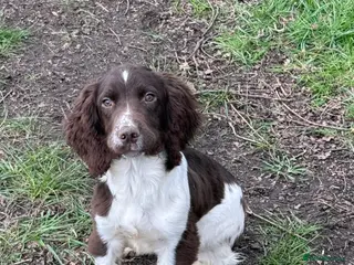 English Springer Spaniel dogs 5 month old spring spaniel for sale - Advert 1