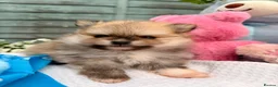 Pomeranian dogs for sale: Pomeranian Unique colour boys  - Advert 10