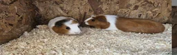 Guinea Pig rodents for sale: Two female guinea pigs in Inverness - Advert 1