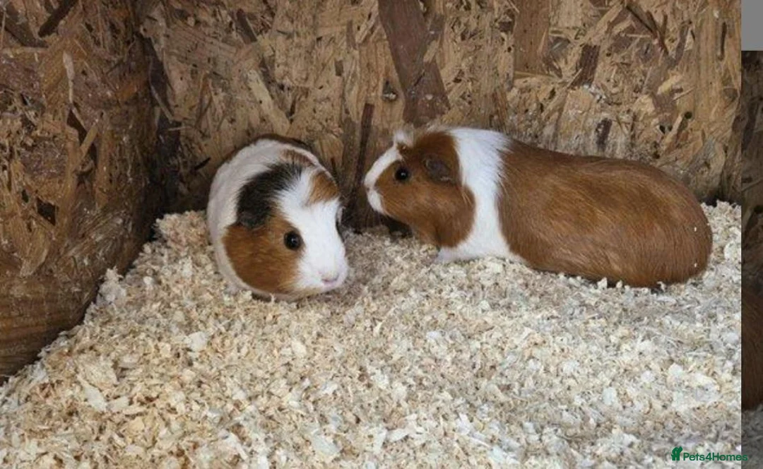 Guinea Pig rodents for sale: Two female guinea pigs in Inverness - Advert 1