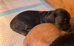 Cockapoo dogs for sale: 8 gorgeous Cockapoos  - Image 19