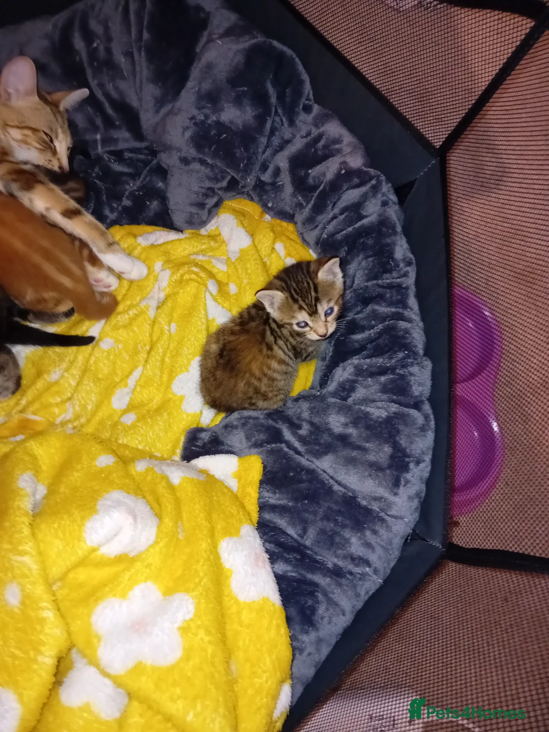 Bengal cats for sale: Bengal Kittens - Advert 14