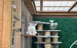 Abyssinian cats for sale: Pedigree Silver Abyssinian kittens left 1 female - Image 13