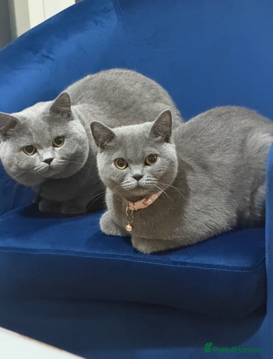 British Shorthair cats Female British shorthair  - Advert 3
