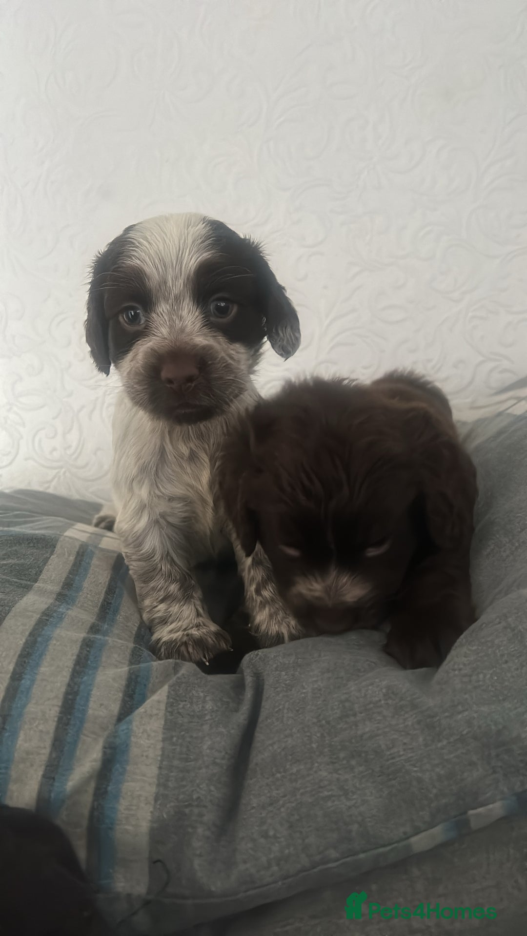 Cocker Spaniel dogs for sale: 🎀🎀2 girls left Adorable cocker spaniel puppies  - Advert 4