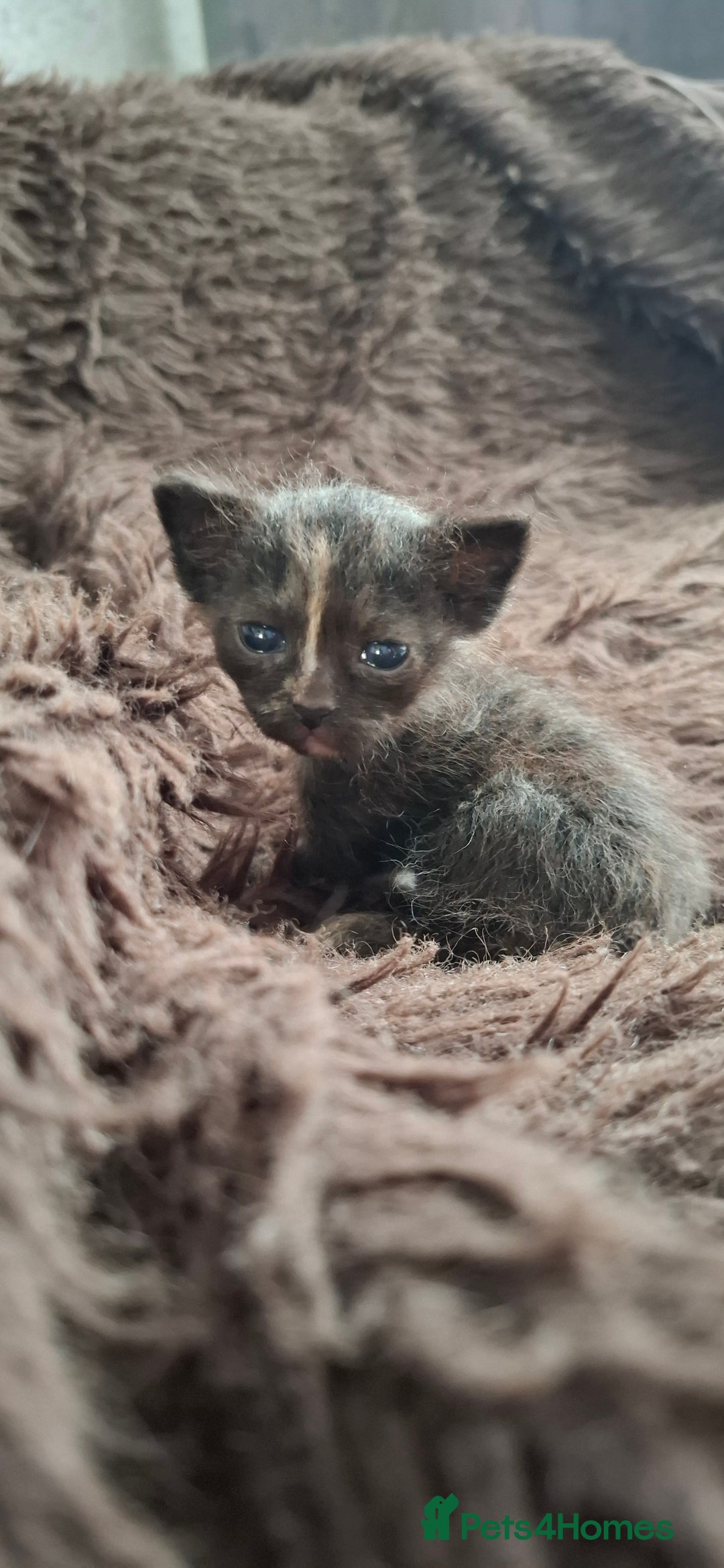 Sphynx cats for sale: Sphynx mix kittens  - Image 2