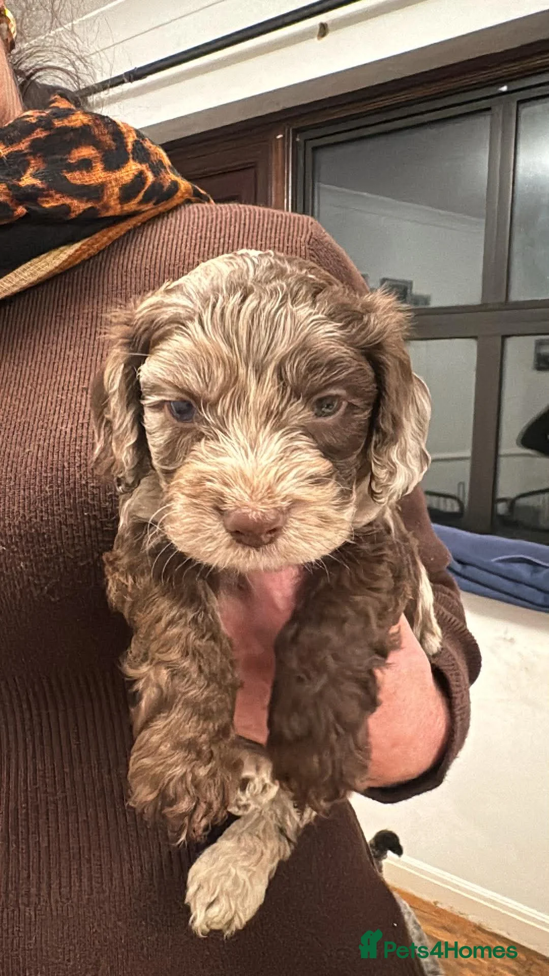 Cockapoo dogs for sale: Merle boy  in Dawlish - Advert 6