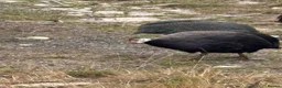 Guinea Fowl poultry for sale: Guinea Fowl - Advert 3