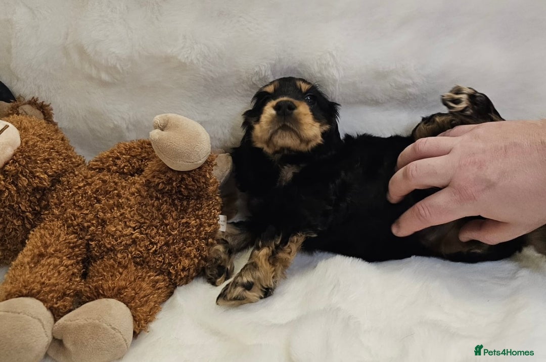 Cocker Spaniel dogs for sale: GORGEOUS, CH LINE, HEALTH TESTED SHOW COCKERS 💕 - Advert 5
