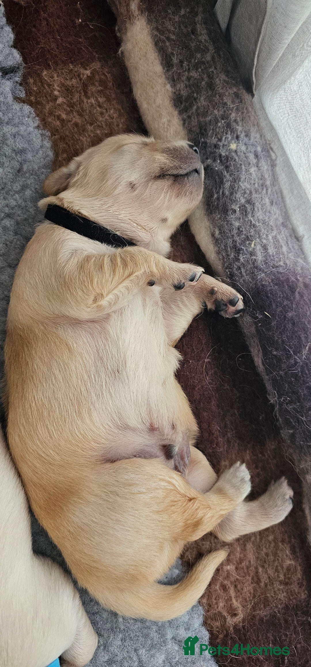 Golden Retriever dogs for sale: GOLDEN RETRIEVER PUPPIES - you will fall in love  - Image 34