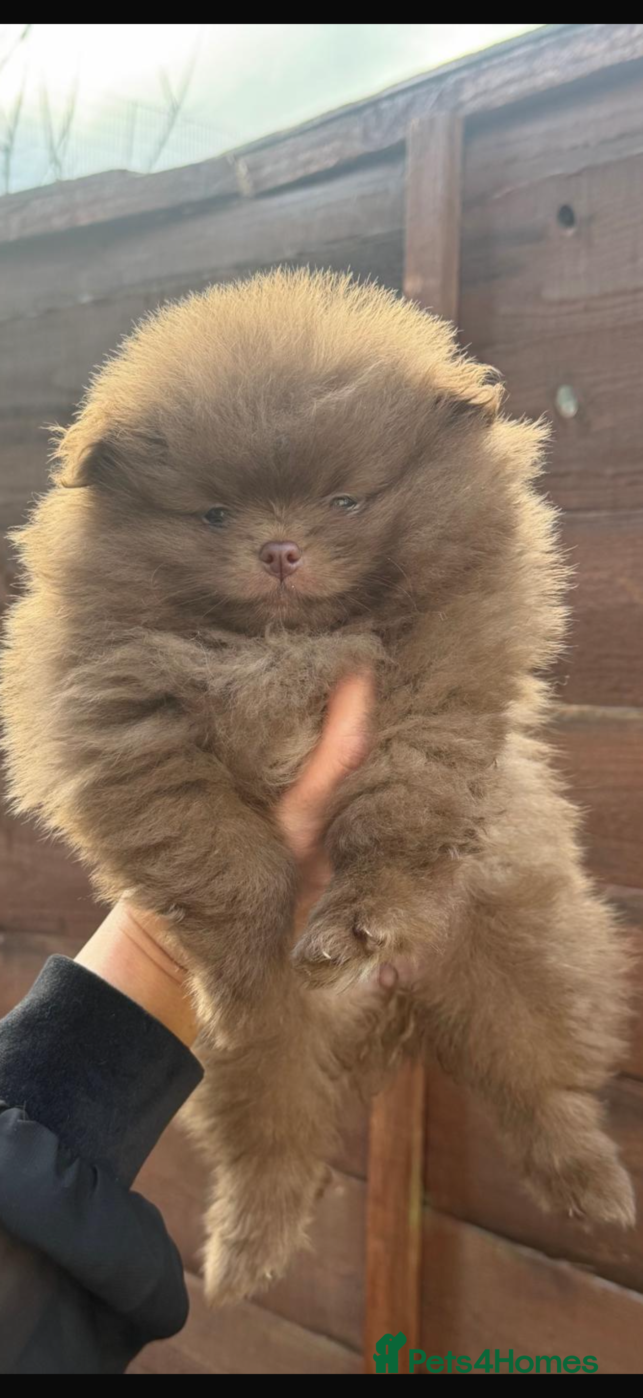 Pomeranian dogs 3 amazing teddy bear face Pom puppies  **  🐻🐻🐻 - Advert 1