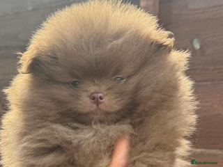 Pomeranian dogs 3 amazing teddy bear face Pom puppies ** 🐻🐻🐻 - Advert 3