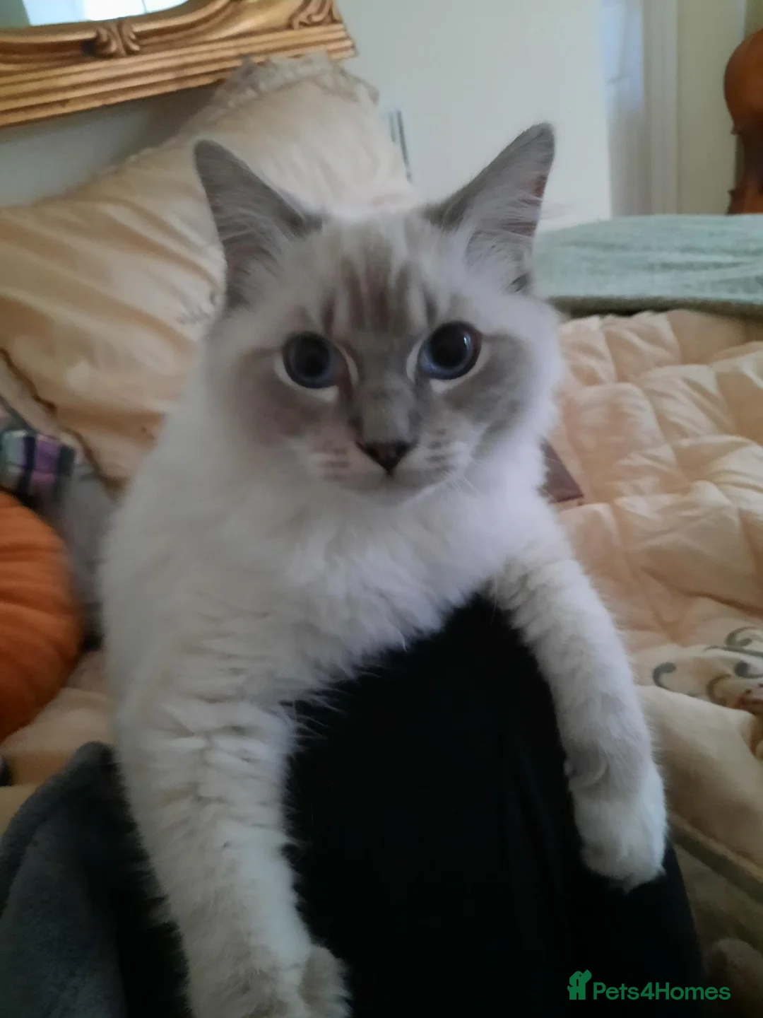 Ragdoll cats for sale: Gorgeous lynx ragdoll kitten looking for 5*home in Bexhill-on-Sea - Advert 8