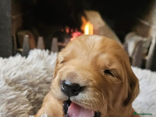 Golden Retriever dogs Fox Red Golden Retriever Puppies – KC Registered - Advert 7