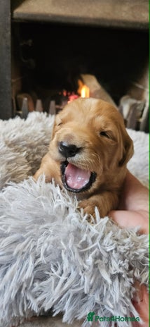 Golden Retriever dogs Fox Red Golden Retriever Puppies – KC Registered - Advert 4