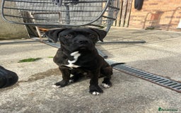 Cane Corso dogs for sale: Cane corso for sale  - Image 3