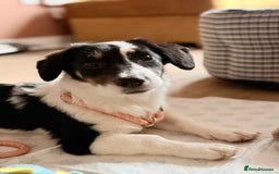 Mixed Breed dogs for adoption: Broccoli for adoption - Image 4