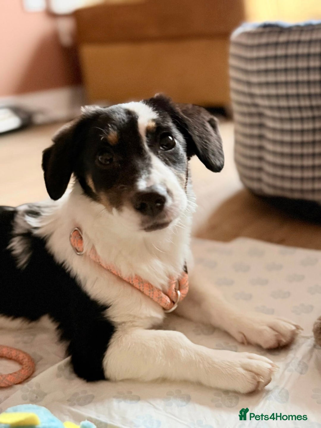 Mixed Breed dogs for adoption: Broccoli for adoption - Image 4