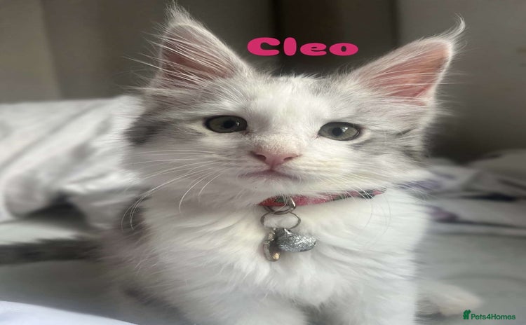 Maine Coon cats - Advert 2