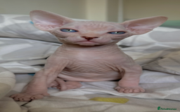 Sphynx cats for sale: Pedigree Sphynx Kitten in Bedford - Image 23