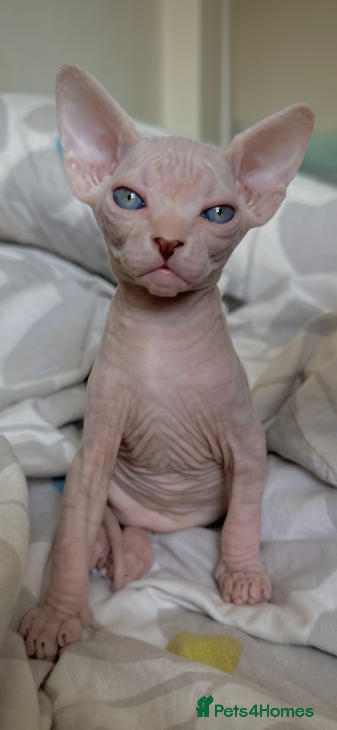 Sphynx cats for sale: Pedigree Sphynx Kitten in Bedford - Image 23