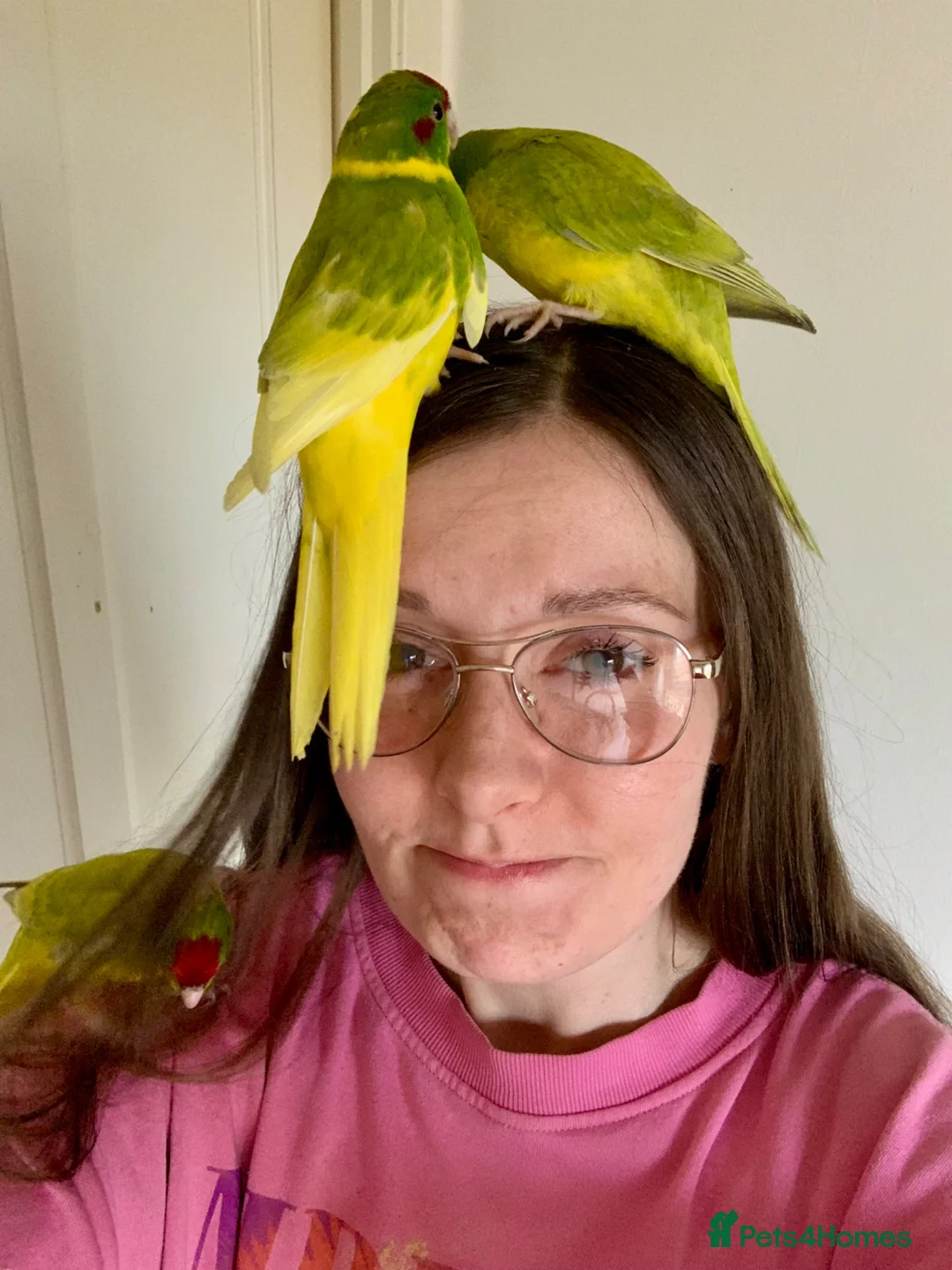 Parakeets birds for sale: 5 Hand Reared Kakariki’s Ready Now - Advert 9