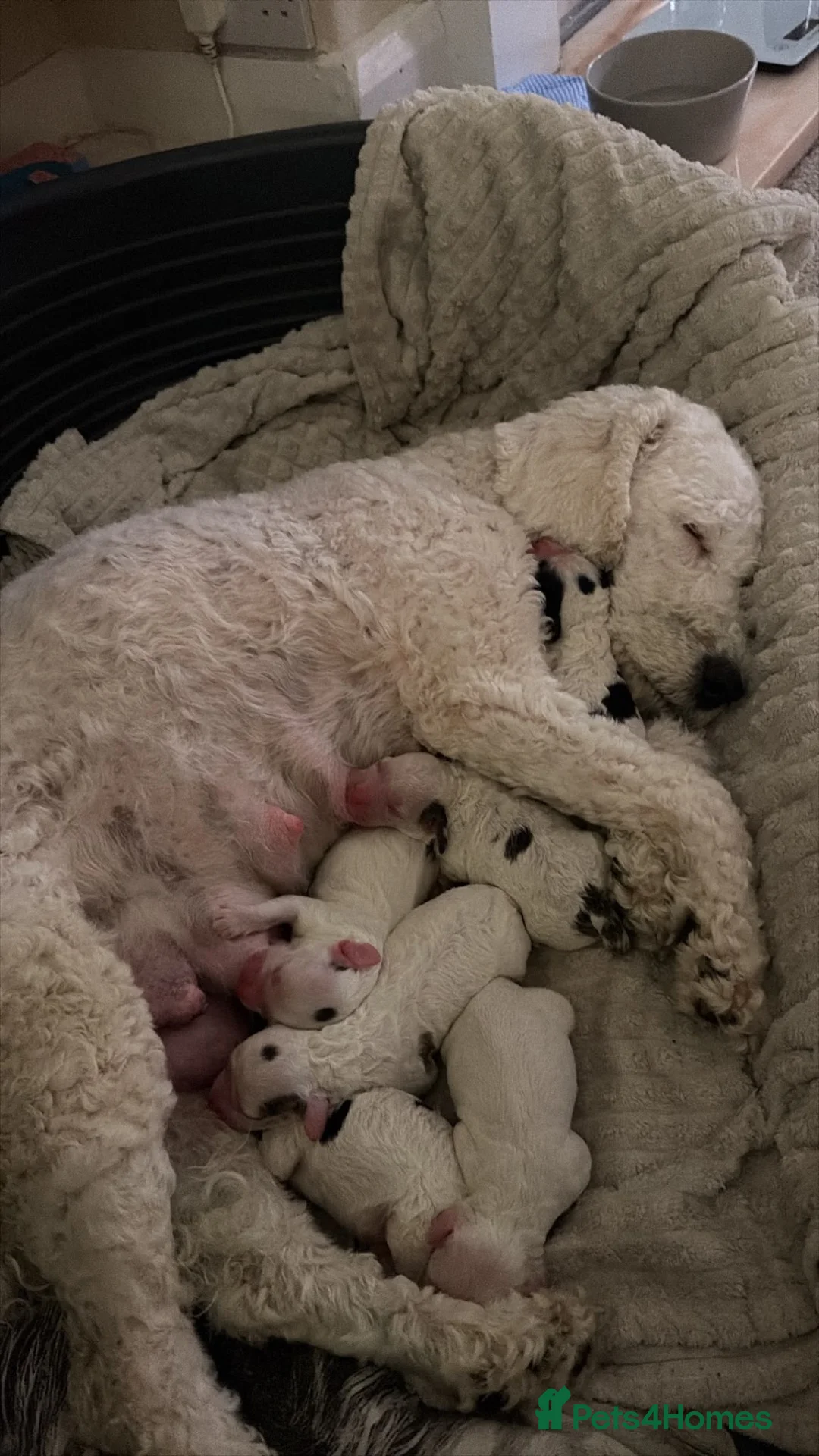 Cockapoo dogs for sale: Stunning Cockerpoo Puppies  - Advert 1