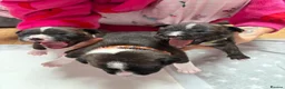 Staffordshire Bull Terrier dogs for sale: 3 Staffordshire Terrier Puppies - Advert 10